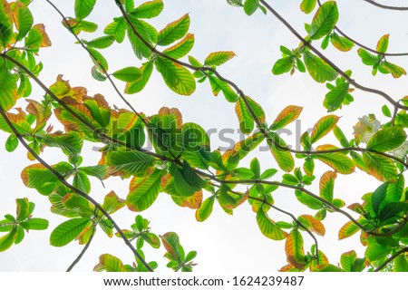Green leaf vines on a white background For the background concept.