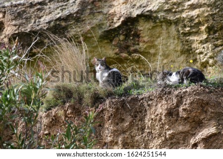 cats hunting for birds in the province of Alicante, Costa Blanca, Spain