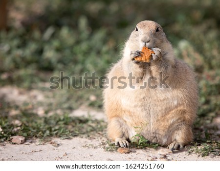 Obese Prairie Dog eating a sugary cookie snack. Royalty-Free Stock Photo #1624251760