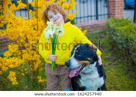 Boy in a yellow jacket on a background of yellow flowers, with a bouquet of daffodils in his hands. Great Swiss Mountain Dog and his boy friend on a yellow background in spring.