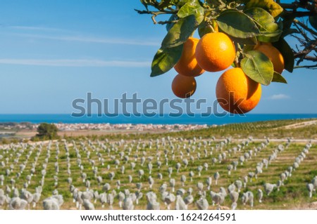 Tarocco oranges on tree and a view of young plants covered with anti-hail nets