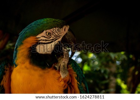 Picture of a blue and yellow Macaw