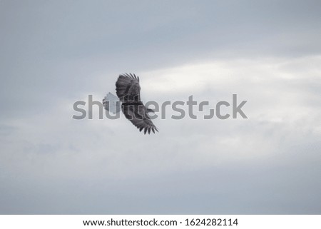 Eagle with a white background