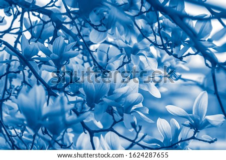 View of blooming japanese magnolia in the city. Classic blue color Pantone 2020