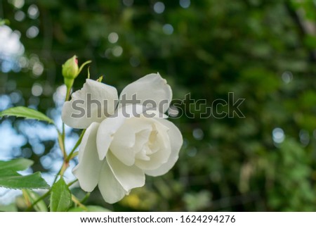 A white rose in a garden in summer.