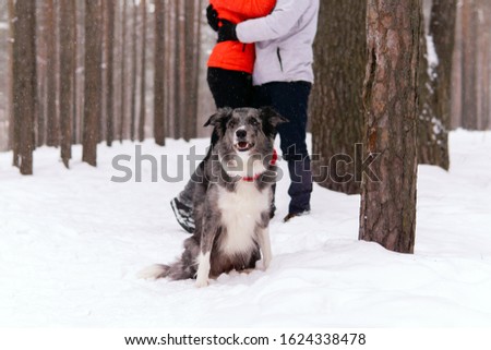 dog contemplates the winter forest while its loving owners are busy with each other in the blur in the background