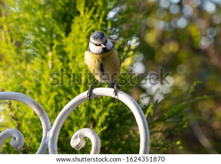 tit on the chair in the garden