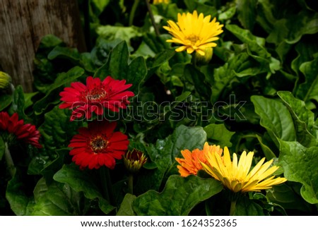 Pictures of the African daisy
