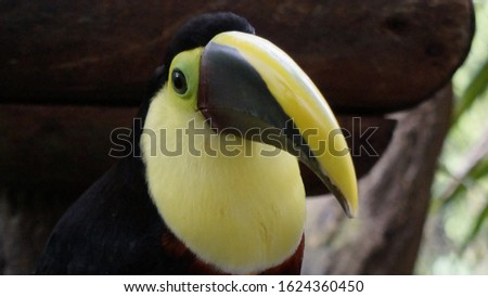 close up shot of toucan bird, Portrait of a toucan with a huge beak