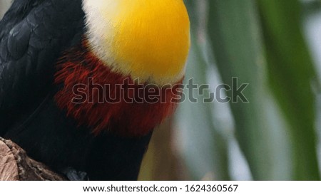 close up of toucan bird body