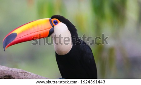close up shot of toucan bird, Portrait of a toucan with a huge beak