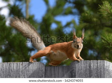 Squirrel with fluffy ears on the fence.