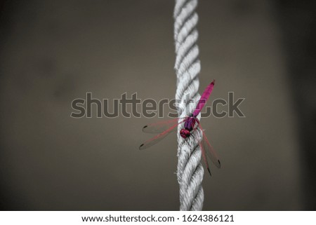 Picture of red Dragon fly on the rope near the water, spring time, Loei, Thailand