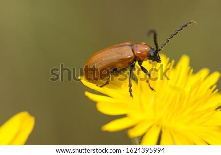 Exusoma lusitanica is a small light brown beetle and large black antennae very common in spring throughout Andalusia natural lignt