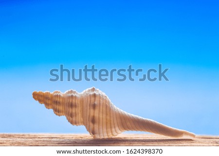 Shell on a wood in the blue background