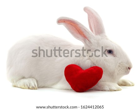 One white rabbit and heart isolated on a white background.