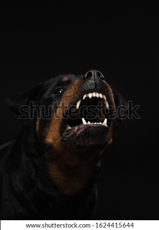 Angry dog with open mouth. Pet catches food. Rottweiler snarls on black background