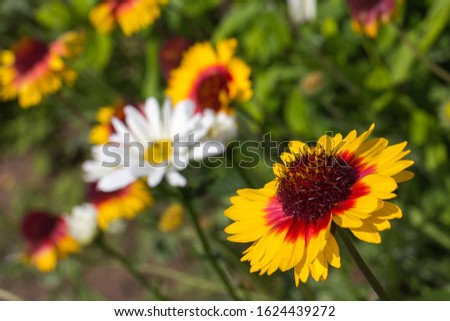 daisies and other garden flowers, beautiful blurred background f