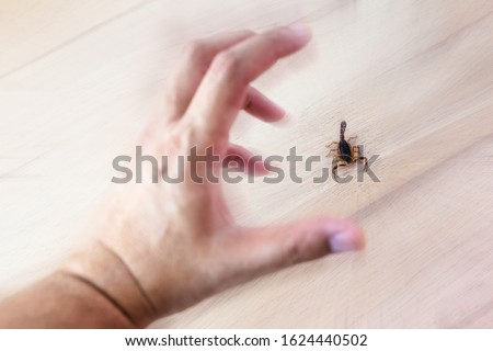 photo of a scorpion sting in a person's hand. Scorpion sting, danger scorpion poison.