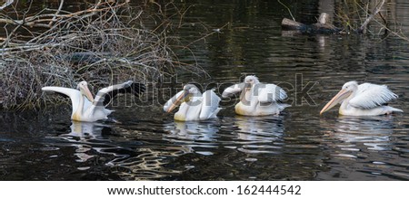 Group od pelicans swimming in a pond