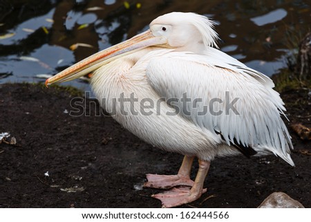 Single pelican standing on the bank of a pond