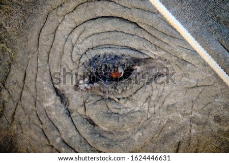 Elephant eye. Mana Pools National Park, Zimbabwe 