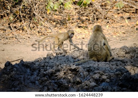 Baboon in Mana Pools National Park, Zimbabwe 