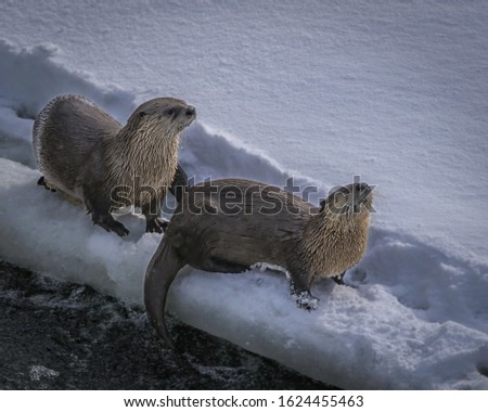 A mother otter and her pup play along the river in Yellowstone National Park in winter