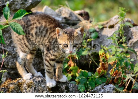 Little kitten on the stones hunts