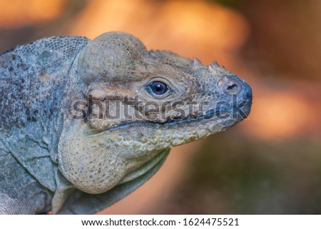 Portrait of an iguana on a nice background.