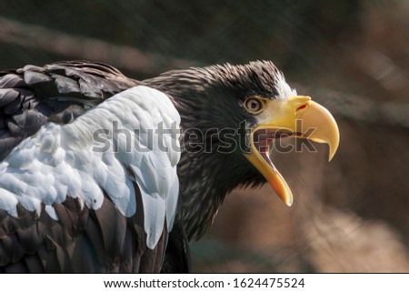 A portrait of an eagle from the side with its beak open.