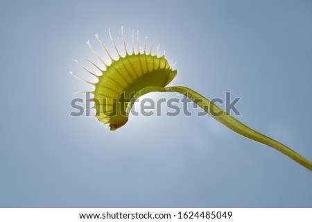 A Venus Fly Trap plant with it's spiky fly catching equipment on display, against a plain background