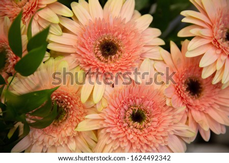 Photo of trendy flowers for graphic and web design. Floral image for web or mobile app.