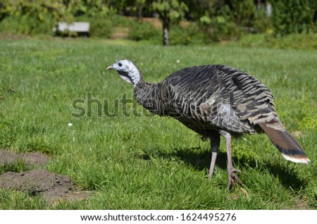 turkey posing for a picture 