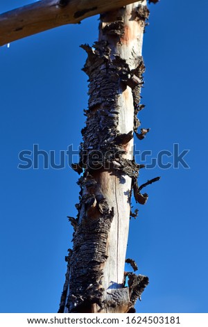 Tree trunk with dry bark