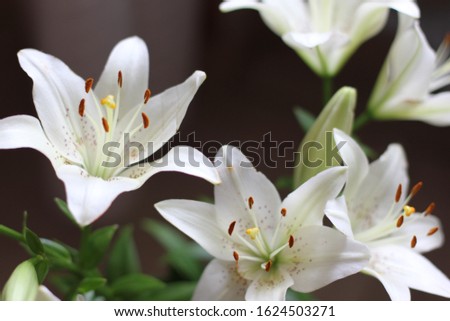 bouquet of white lilies, color photo