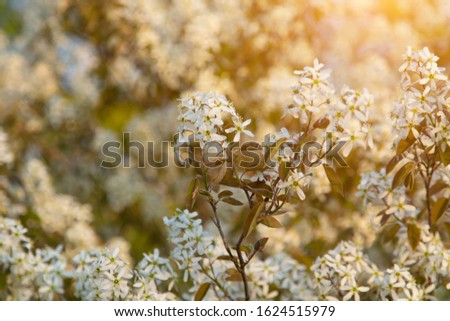 Spring white flowers, background image with place for text.