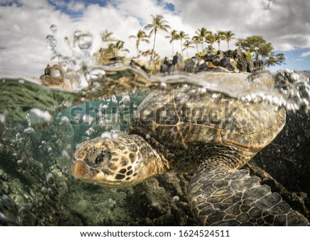 Green Sea Turtle swims in shallow water on Maui