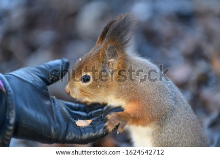 Red eurasian squirrel on the ground in the park