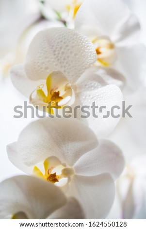 Close up of gorgeous beautiful white orchid flowers with droplets of water. Selective focus.