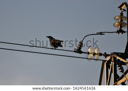 Crow resting in the power line