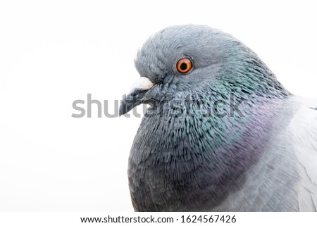 A domestic pigeon (Columba livia) head close up picture with white background.