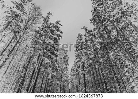 Trees in the snow. Forest view