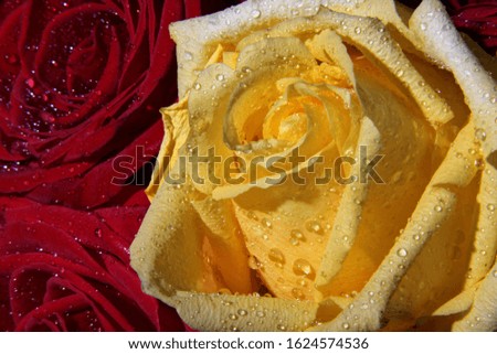 Single yellow rose for celebrating valentine's day