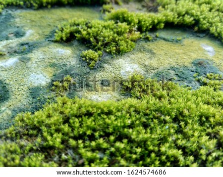 Mosses (bryophyte) on rocks, they are characteristically limited in size and prefer moist habitats. This photo also good for framework, quote, background, artwork or another project.