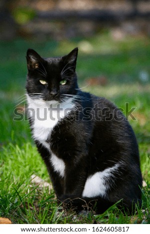 black and white cat sitting pretty