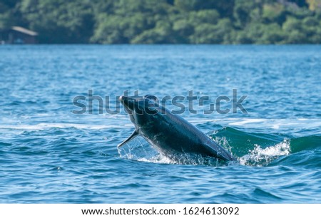 A Dolphin near Bocas del Toro, Panama. Royalty-Free Stock Photo #1624613092