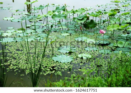 fresh lotus flowers blooming in the pond