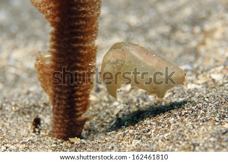 Pygmy Cuttlefish (Sepia Bandensis) on Sand Bottom, Bunaken, Indonesia