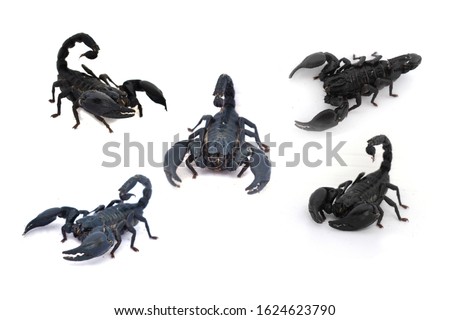 
Many black scorpions are ready to fight on a white background. (Giant scorpion, emperor scorpion)